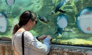 Woman Plays With Penguin at the Zoo