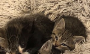 Seventh Kitten Has Perfect Timing
