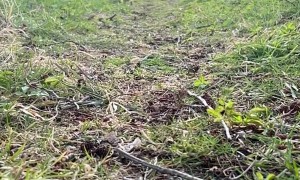 Couple Rescue and Raise A Lost Gosling