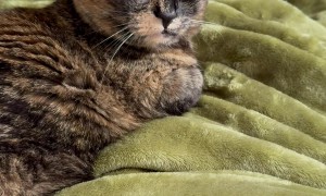 Cat Perturbed By Goofy Licking Sounds