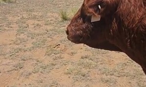 Earl Has Better Things To Do