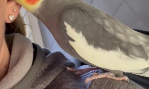 A Little Birdie Told Me