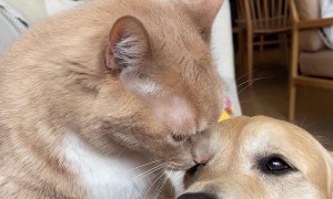 Cat Cleans Dogs Face