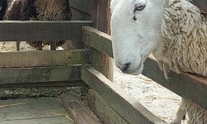 Bulldog Has That Dog In Him