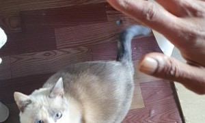 Teaching My Cat to High Five