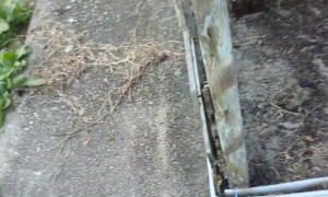 Huge Wasp Nest Removal