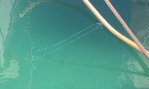 Fish With Tentacle Filaments