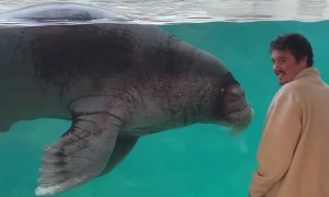 A Walrus Beckons Through the Window