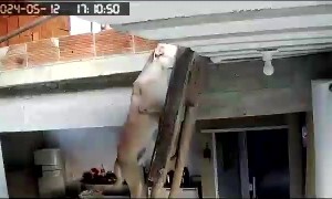 Dog Climbs Ladder to Stay Close to Owner