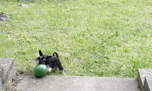 Schnauzer Wrestles Balloon
