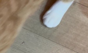 Hugo the Cat Helping With the Paperwork