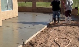 Snake Slithers Across Wet Concrete