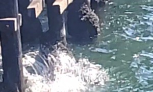 Sea Lion Gets Stuck