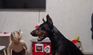 Dobermann Playing With Soap Bubbles