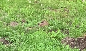 Bear Visits Backyard for Birdseed
