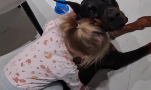 A Little Girl Tries to Ride a Doberman