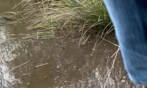 Dirty Car Crosses River To Get Clean