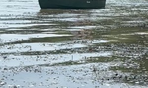 Boat Doesn't Paddleboard Well