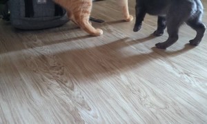 Curious Puppy Invades Cat's Space