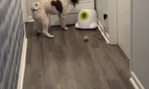 Angry Dog Demands Working Ball Machine
