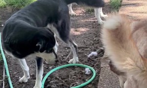 Dog Interrupts "Bug Documentary"