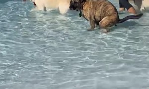 Putting The P-O-O in Pool