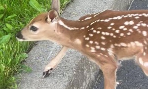 Helping A Baby Deer Cross The Road