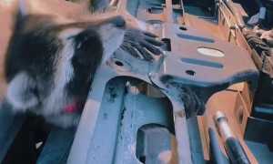 Pet Raccoon Earns Her Keep