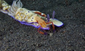 Emperor Shrimps Ride Nudibranch