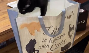 Black Cat Tumbles Into Cat-Themed Bag