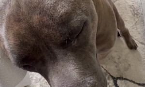 A Wookiee Gets His Ears Cleaned