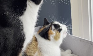 Bird Mode: Activated