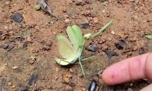 Speed or Determination? Praying Mantis vs Baby Tortoise