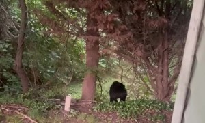 Neighboring Black Bear Stops By Unannounced