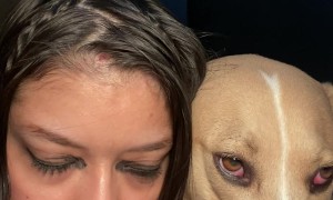 Owner Lines Eyes To Match Dog