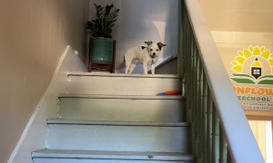 Elderly Dog Needs Her Beauty Rest