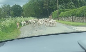 Stuck in a Dog-Jam Heading to Work