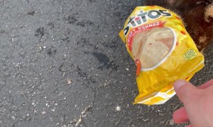 The Cats Out Of The Bag