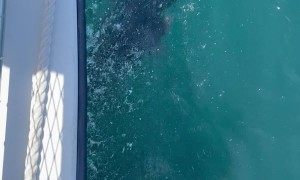 Baby Dolphin Keeping Up with Mom