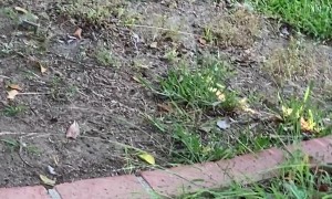 Black Bear Kitchen Surprise