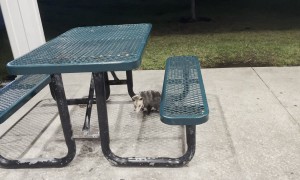 Mama Opossum Carries Seven Babies on Her Back