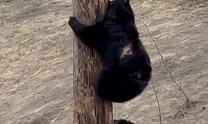 Scarred Black Bear Teaches Cub To Climb