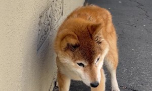 Blind and Death Shiba Inu Finds Comfort in Warm Air Vent