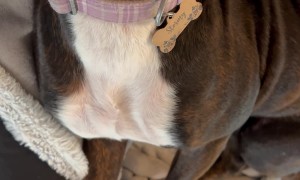 When Your Dog Finds Her Happy Place