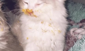 Kittens Get Into Cheese