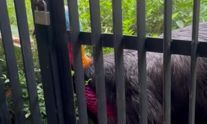 Dinosaur Bird Makes Alarming Noise