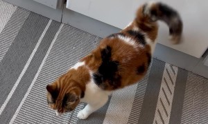 She Always Vibrates Her Tail at This Exact Spot