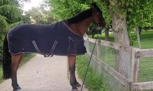 Puppies Play With Horse's Tether