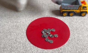 Border Collie Loads Toy Truck With Coins