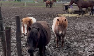 Shetland Pony Patiently Bypasses Electric Fence
